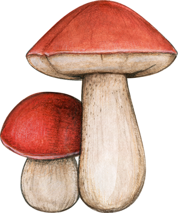 Watercolor Hand Drawn Edible Mushroom