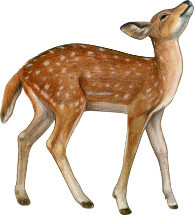 Illustration of a Fawn